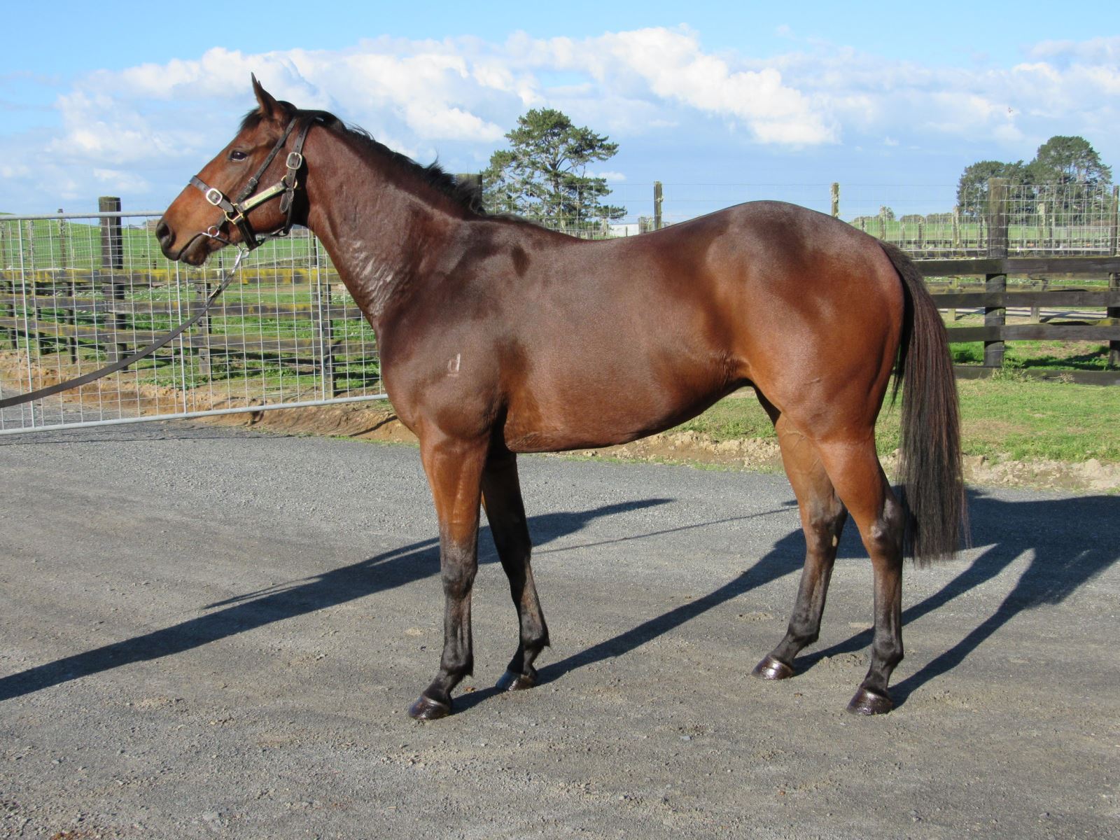 Horses for Lease
