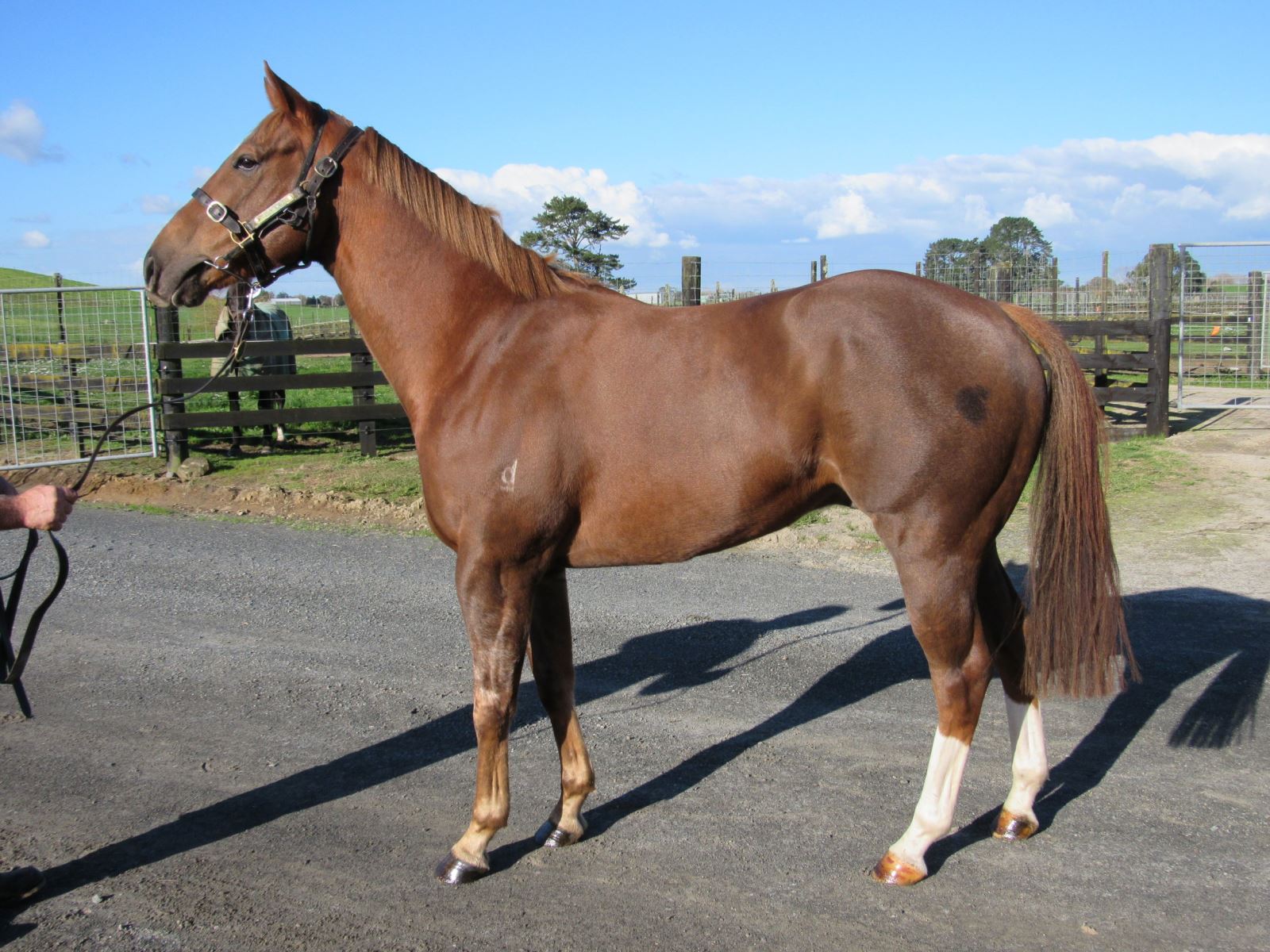 Horses for Lease