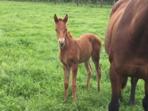 2016 Pins x Soriano filly.JPG