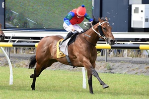 CULZEAN - TARANAKI 24-11-2017 - RACE IMAGES PHOTO